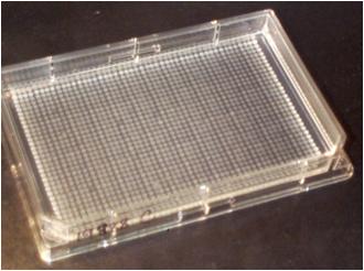 agar plate with yeast array